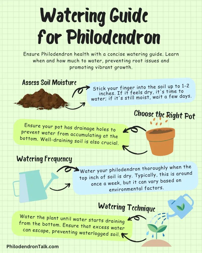 Philodendron Root Rot Identification and Treatment