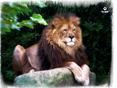 One must emulate both the fox and the lion, because a lion cannot defy a snare, while a fox