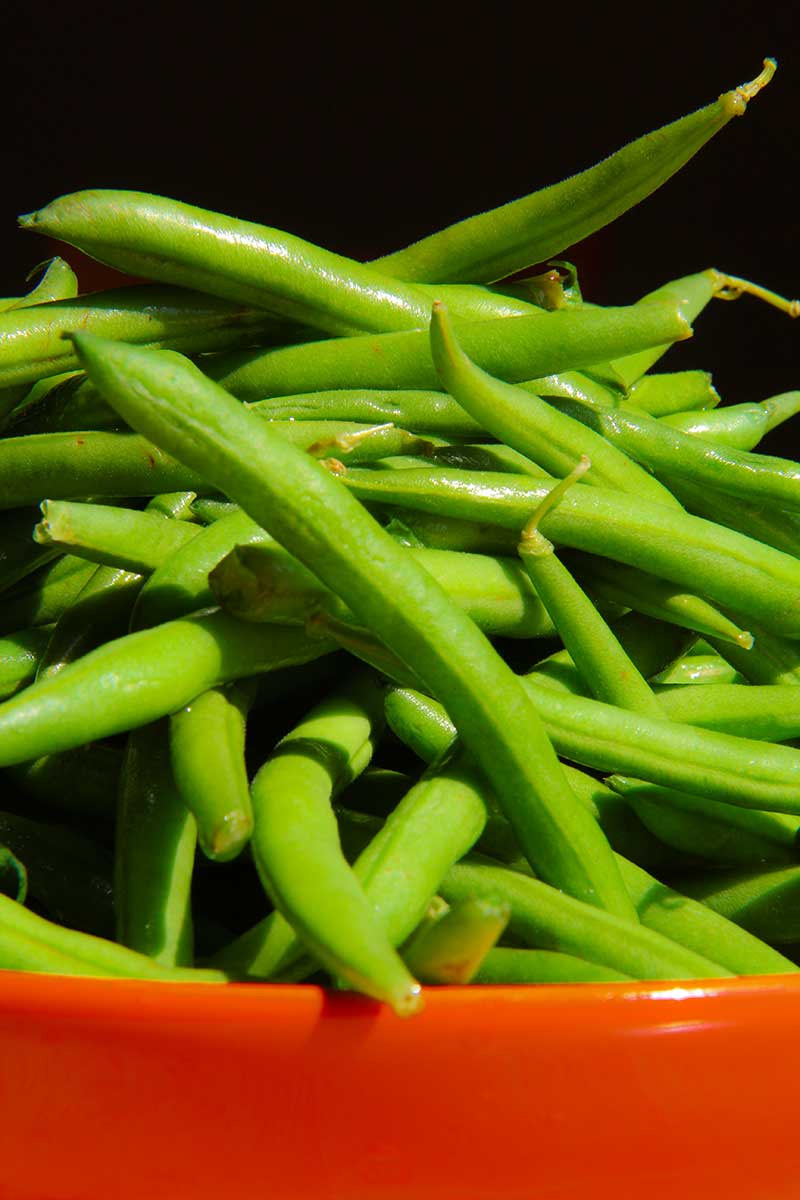 GREEN BEANS SALAD with marinated tofu and almonds