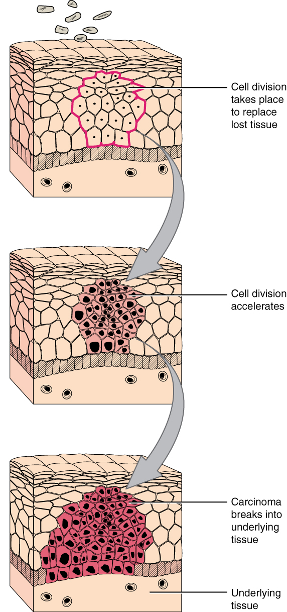 Tissue Injury and Aging · Anatomy and Physiology