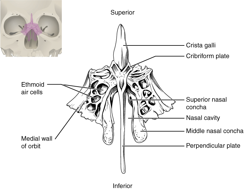 The Skull · Anatomy and Physiology