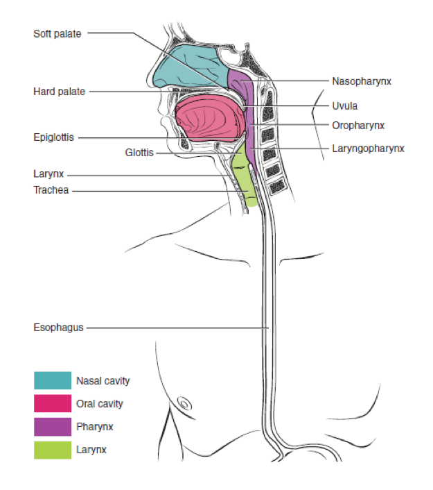 Preface · Anatomy and Physiology