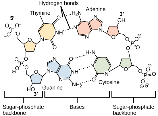 Carbon · Biology