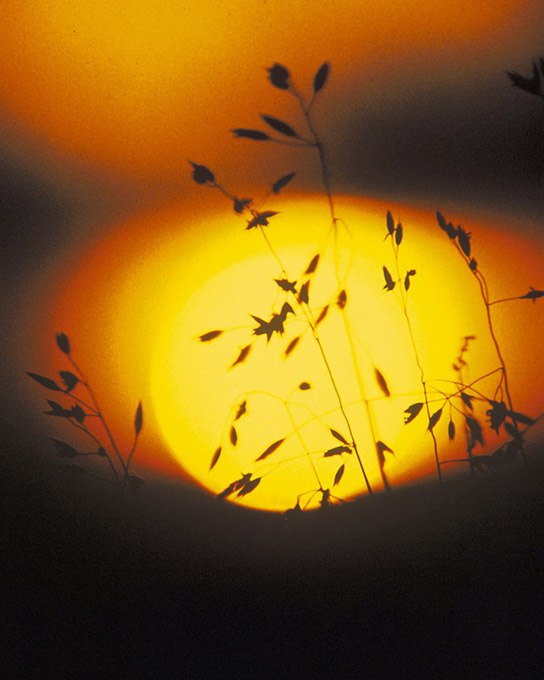 The LightDependent Reactions of Photosynthesis · Biology