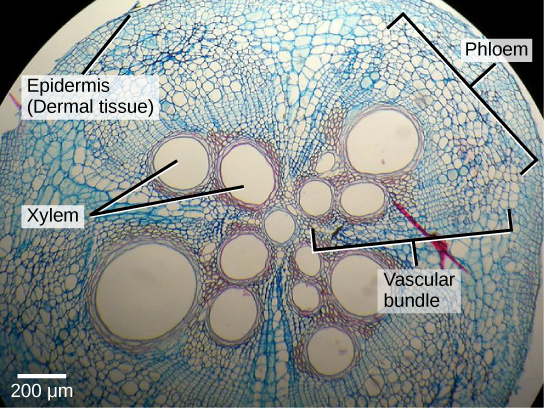 The Plant Body · Biology