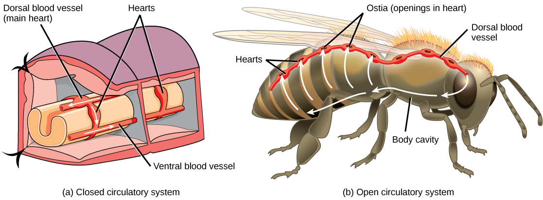 Overview of the Circulatory System · Biology