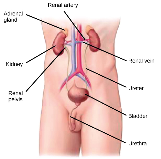 The Kidneys and Osmoregulatory Organs · Biology