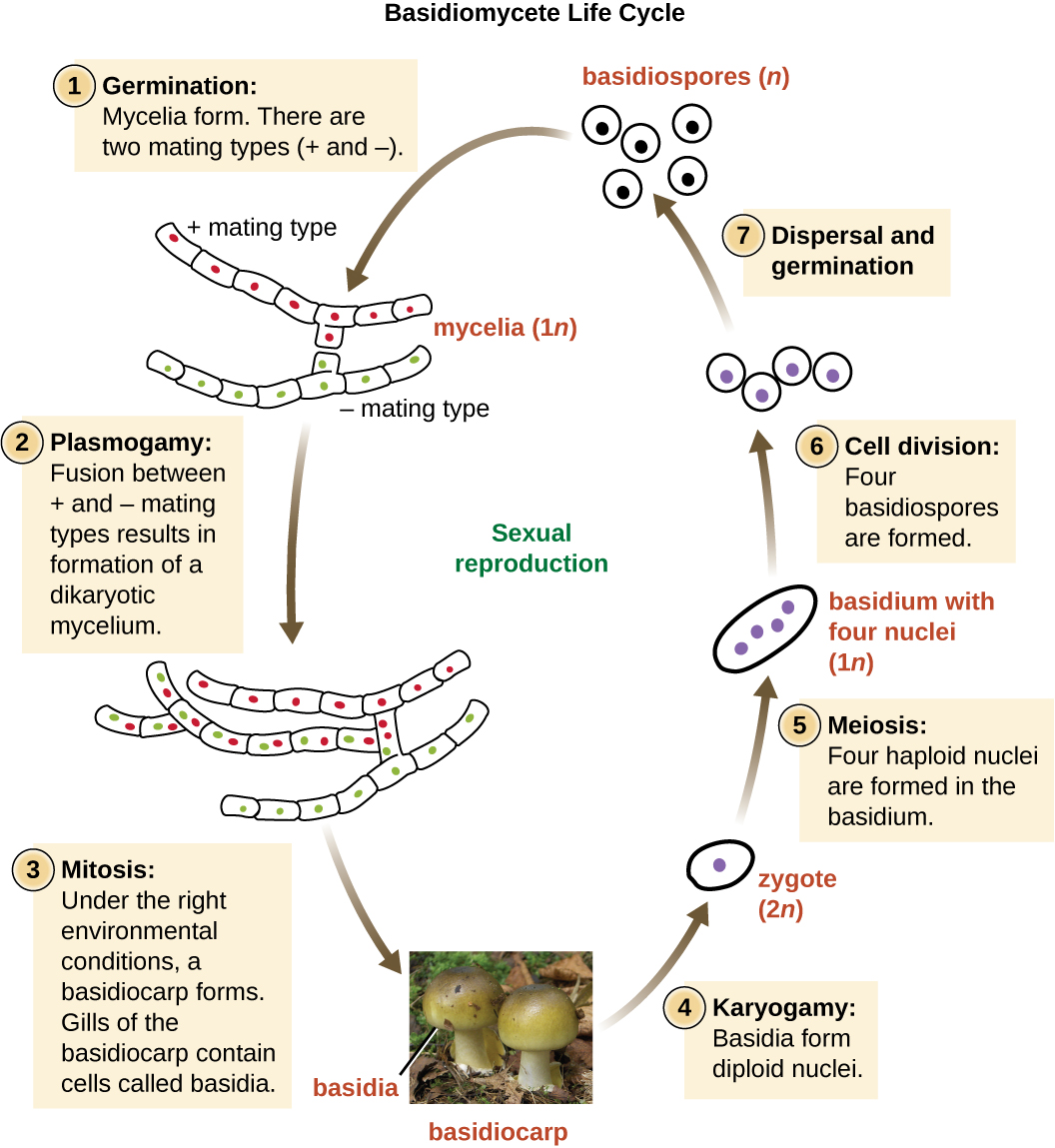 Fungi · Microbiology