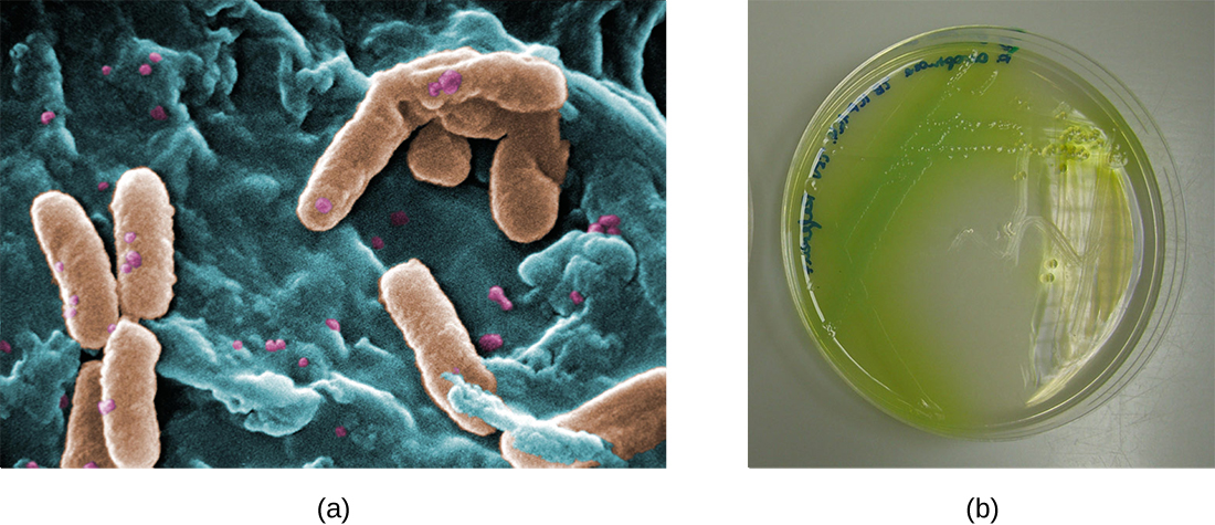 Proteins · Microbiology