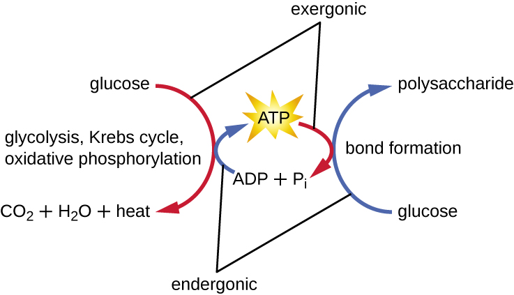 Energy, Matter, and Enzymes · Microbiology