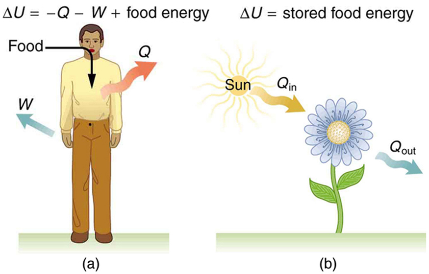 The First Law of Thermodynamics · Physics