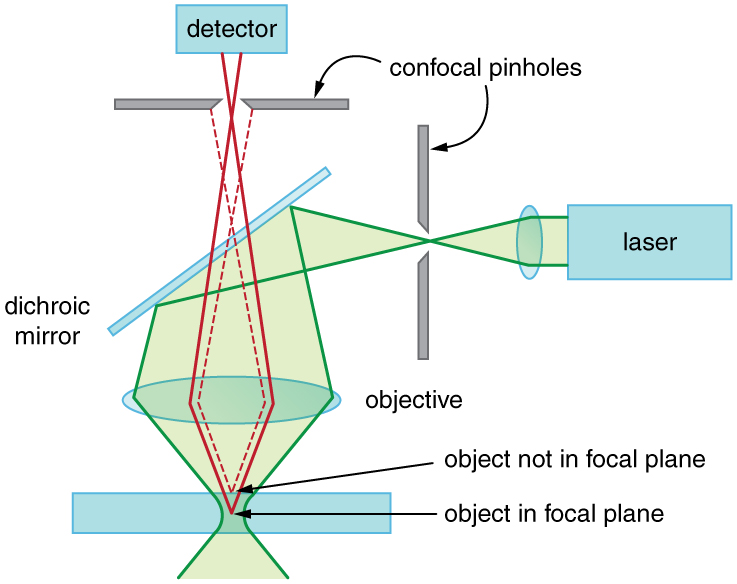 *Extended Topic* Microscopy Enhanced by the Wave Characteristics of