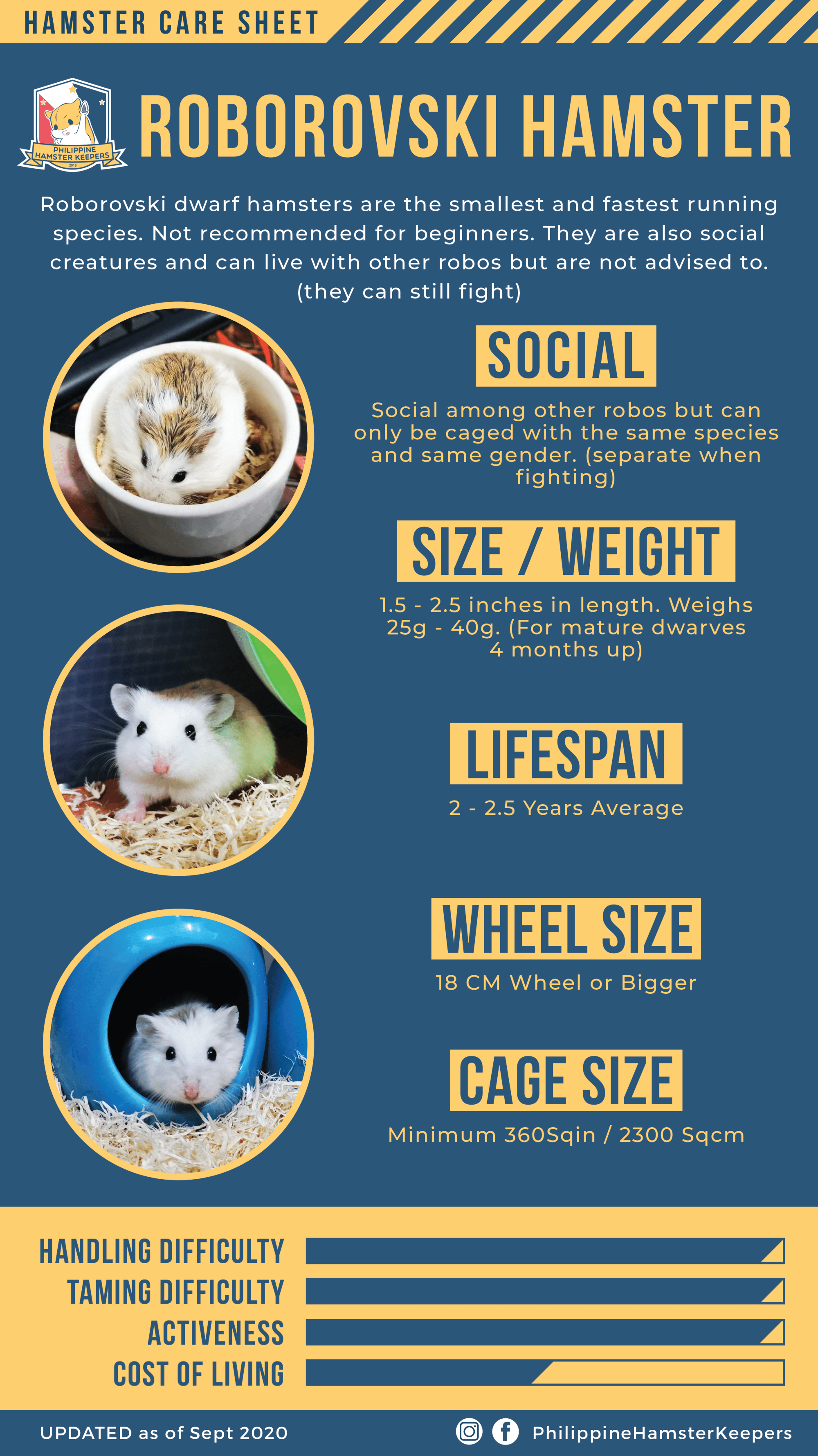 Roborovski hamster Philippine Hamster Keepers