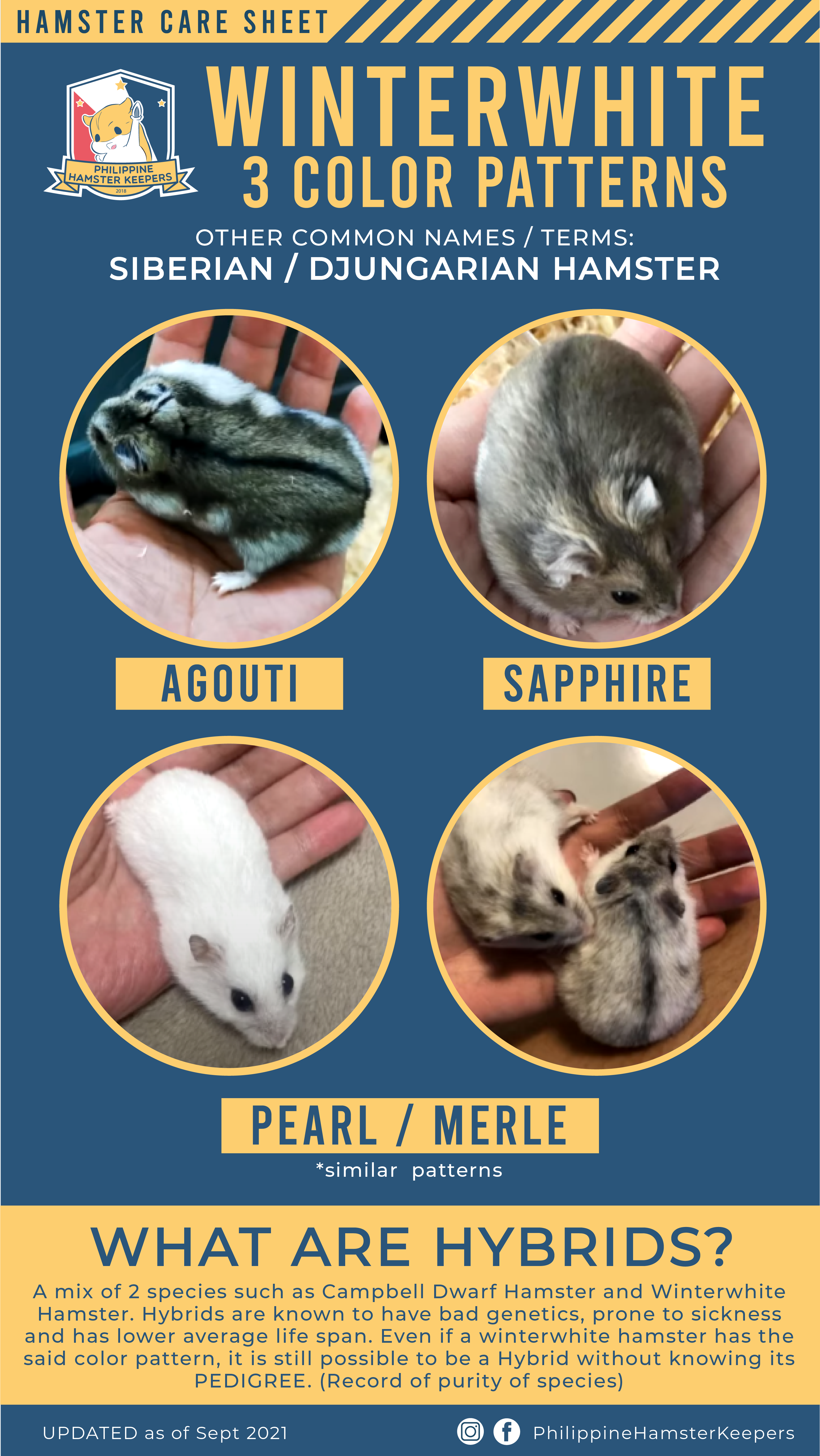 Dwarf Winter White Hamster Colors
