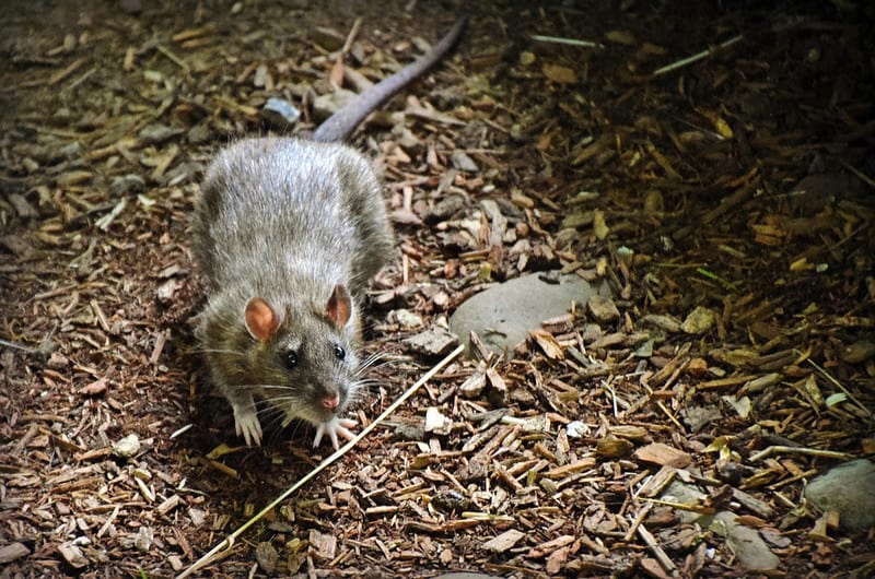 INCREASE IN INFESTATIONS NEAR PROPERTY DEVELOPMENTS SPURS RAT ABATEMENT