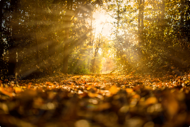 Light Rays Action PHLEARN