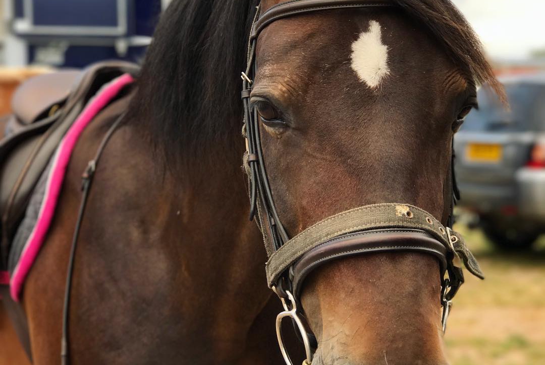 Horse Riding in Mauritius Prestige Holidays Mauritius