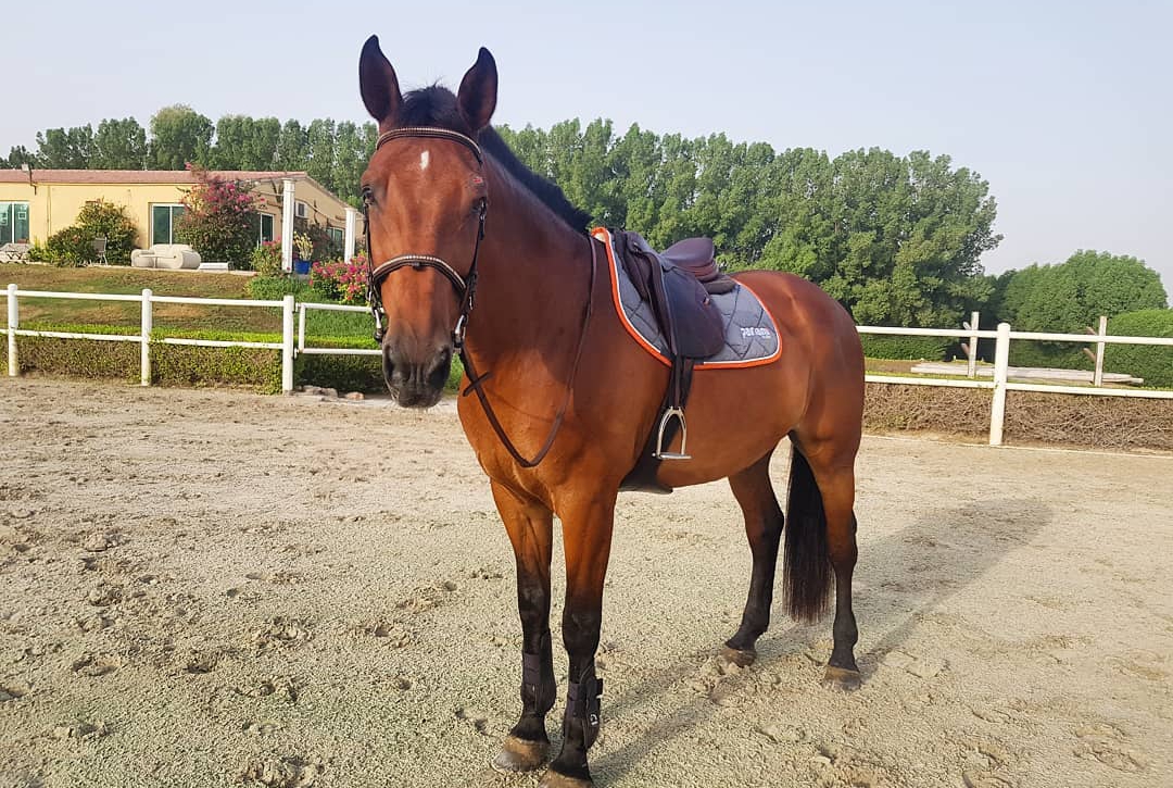 Horse Riding in Mauritius Prestige Holidays Mauritius