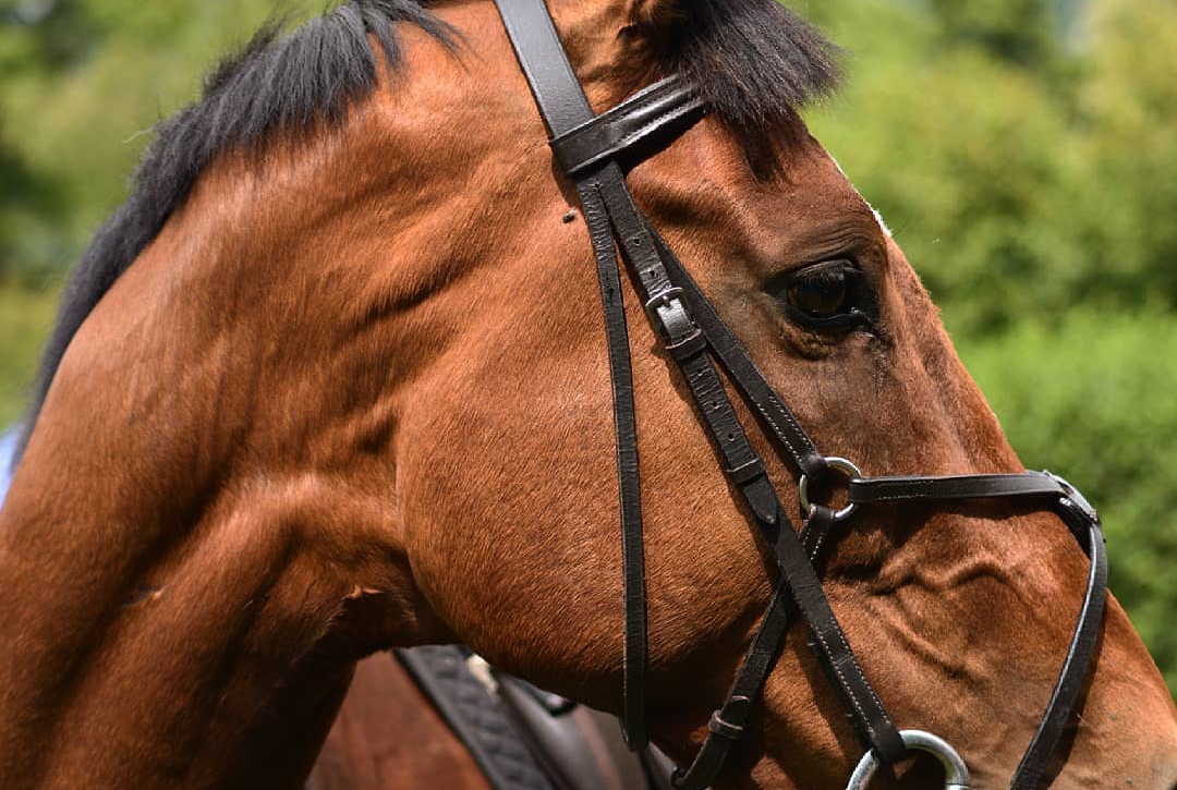 Horse Riding in Mauritius Prestige Holidays Mauritius