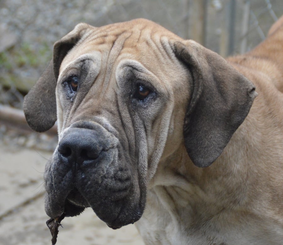 Phoenix Animal Rescue Where every purchase saves a life