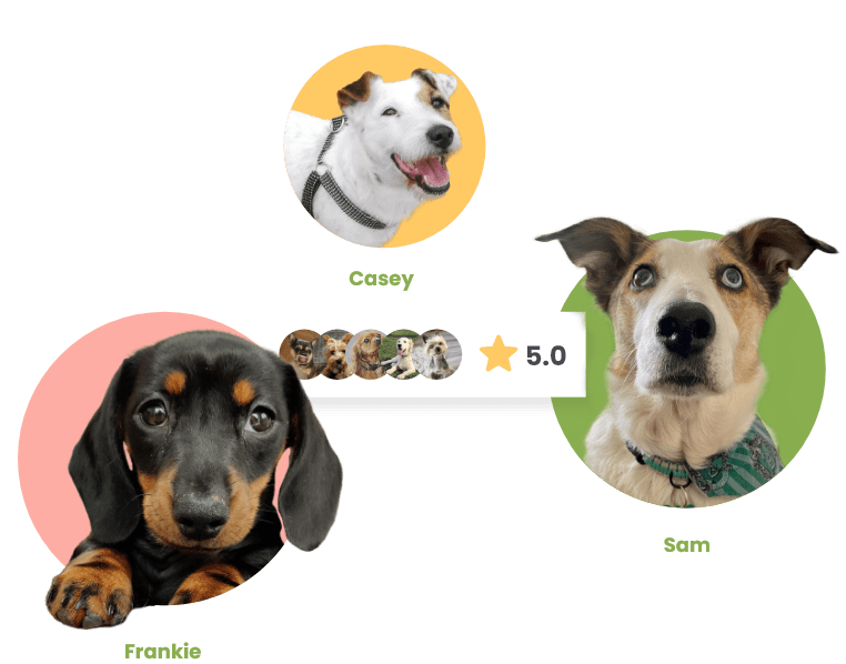 Dog Food Pricing & Plans Phoenix Bark