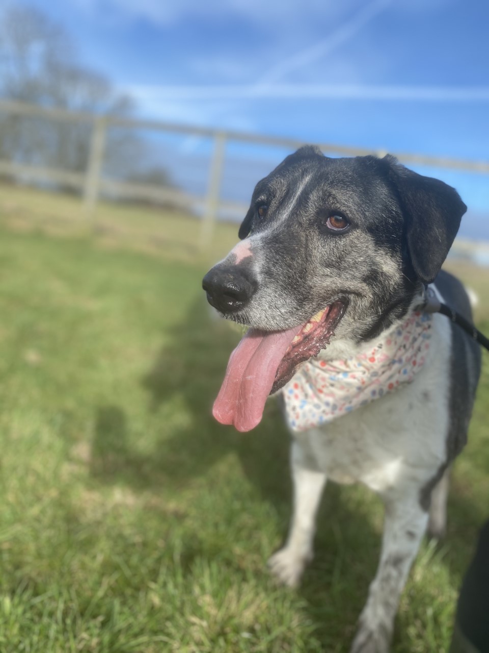 Phoenix Dog Rescue Warrington Charity number 1193664