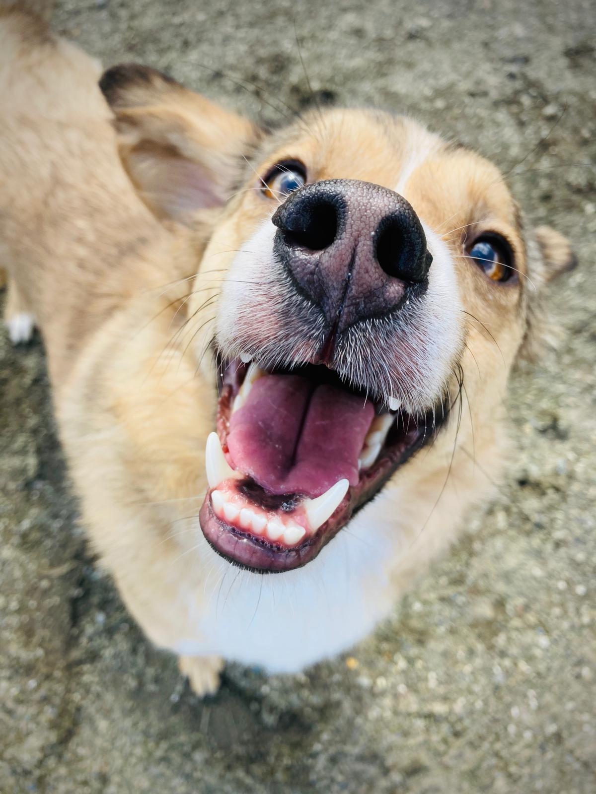 About Us Phoenix Dog Rescue Warrington