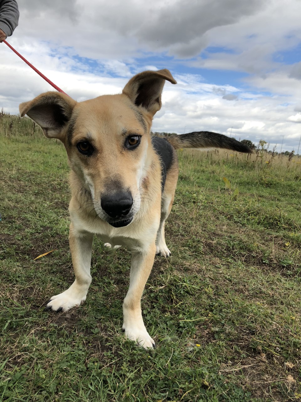 Donate And Support Phoenix Dog Rescue Warrington