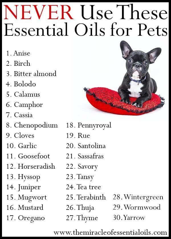 What Essential Oils To Avoid With Dogs at James Honore blog