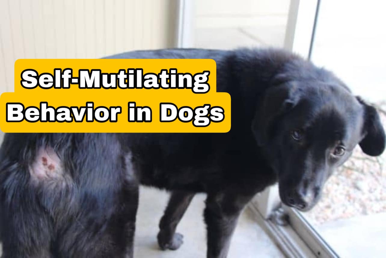Understanding Canine SelfMutilation A Deep Dive into Psychological