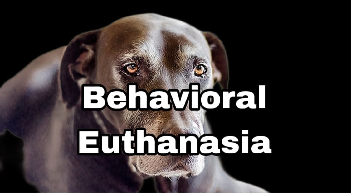 Understanding Behavioral Euthanasia for Dogs A Compassionate Guide