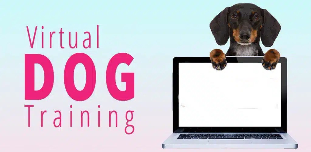Dog Training in Phoenix, AZ Certified Dog Trainers in Phoenix