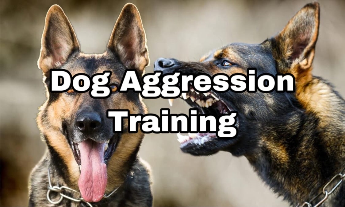 Aggressive Dog Training in Phoenix Dog Aggression Trainer Phoenix