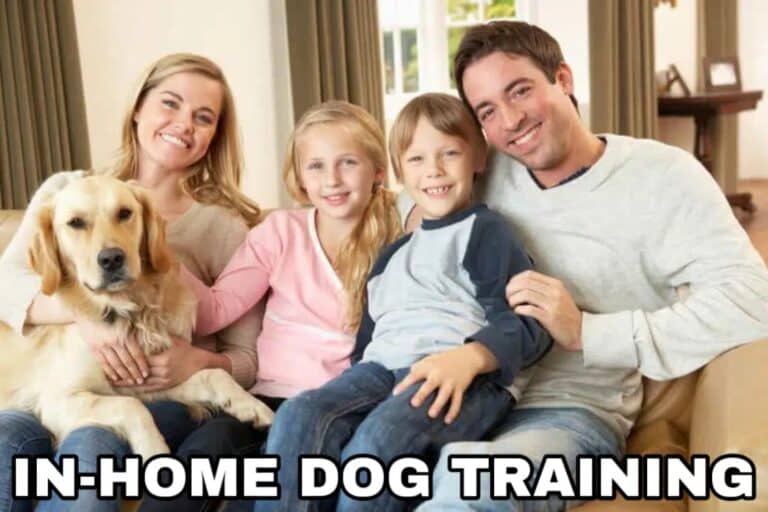 Dog Training in Phoenix, AZ Certified Dog Trainers in Phoenix