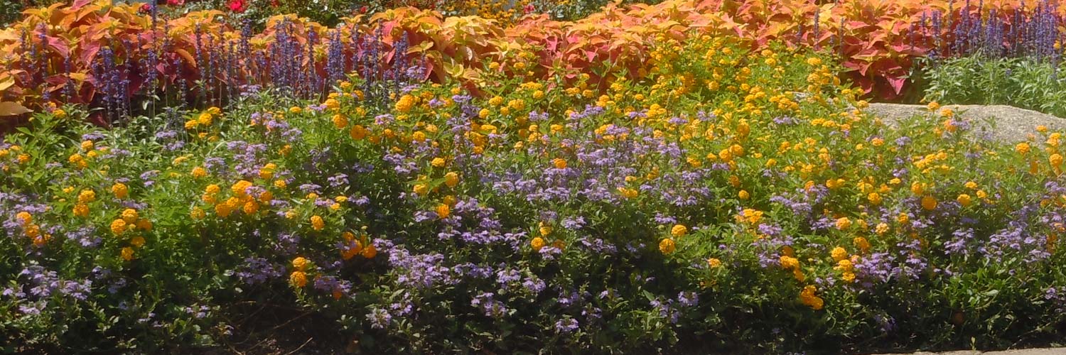 Home Phoenix Landscape