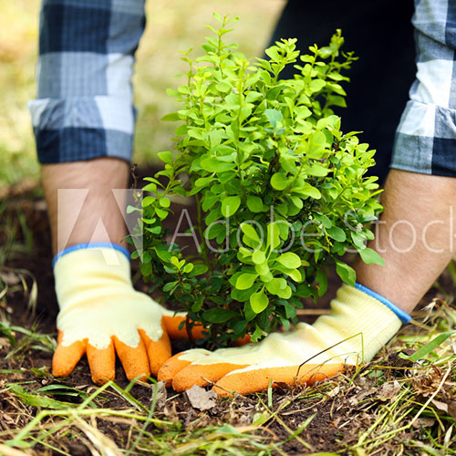 Home Phoenix Landscaping Inc