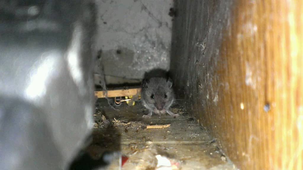 How to keep rats and mice out of the house Phoenix Pest Control