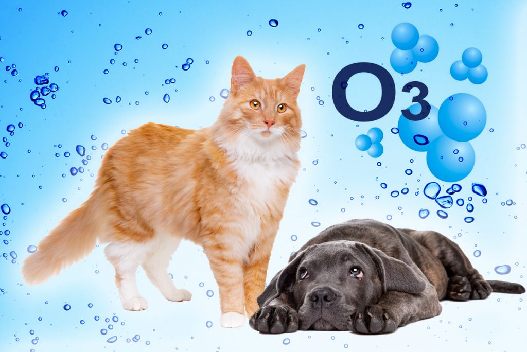 Ozone Therapy for Dogs and Cats Phoenix Rising Vet Care