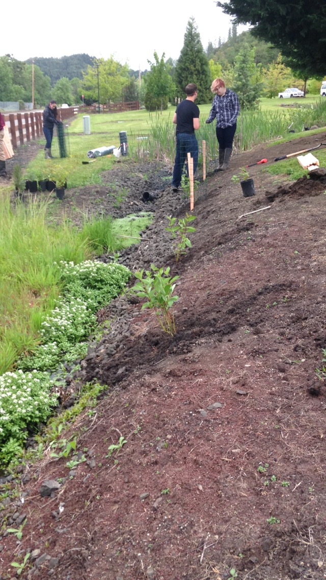 Planting Trees. by Caitlyn Campbell Phoenix Garden