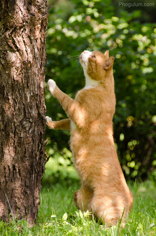 Curious Cat Under the Tree vol. 2 · Phogulum