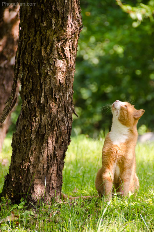 Curious Cat Under the Tree · Phogulum