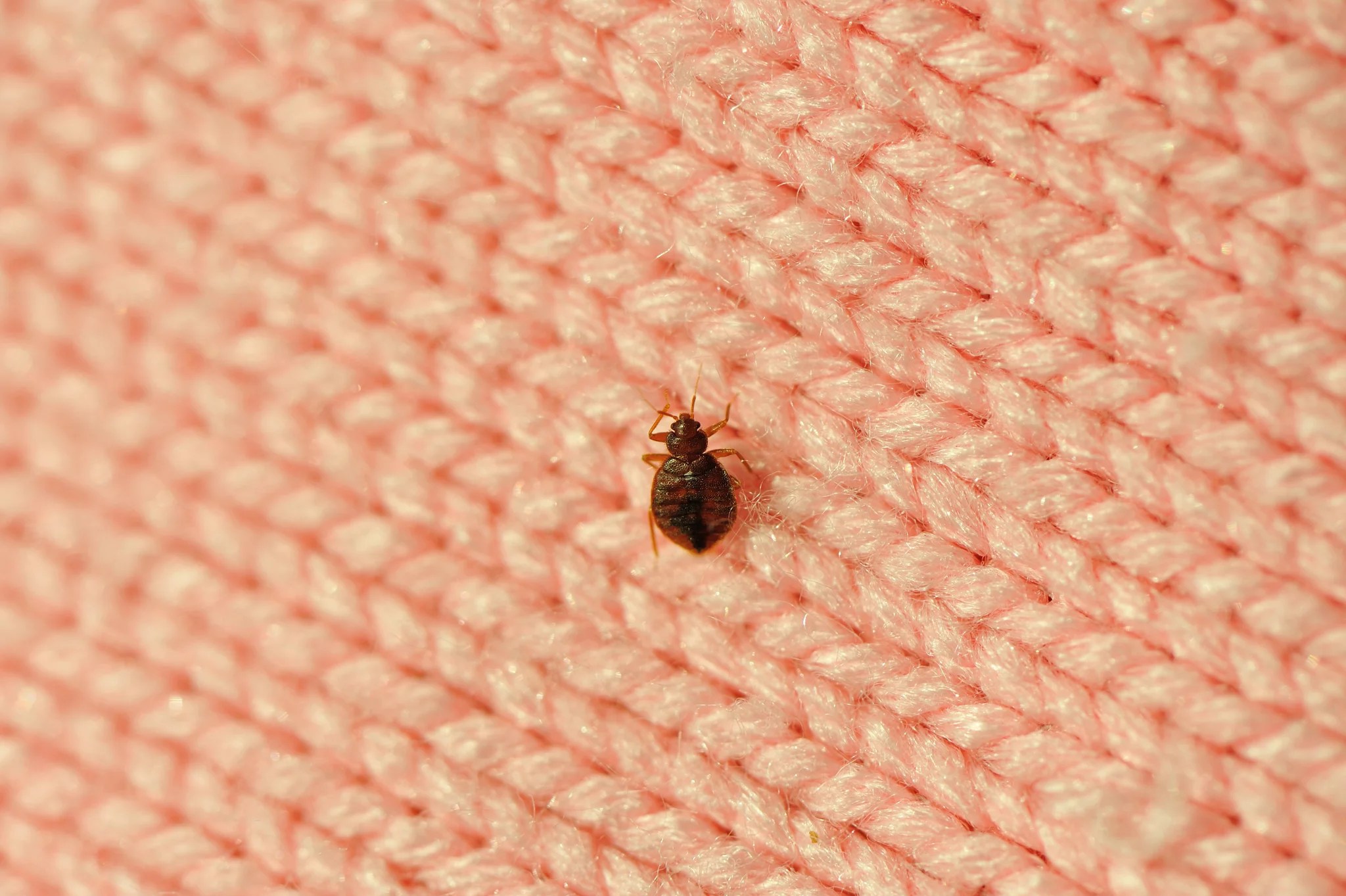Early Signs of Bed Bugs How to Identify Infestations Phonemantra