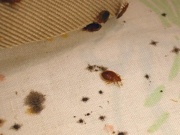 Detecting Bed Bugs How to Know If You Have Bed Bugs in Your Home