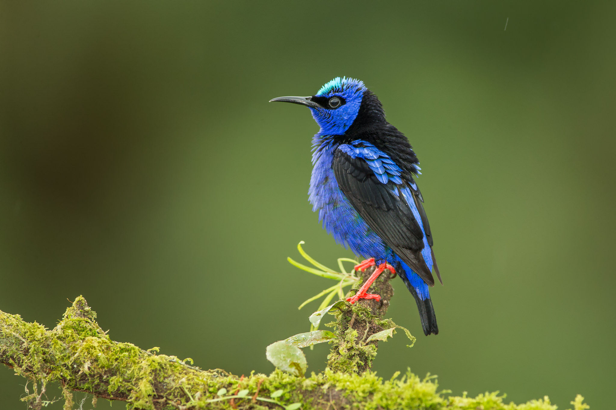 THE REDLEGGED HONEYCREEPER