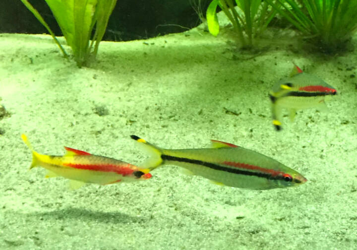 Fische Deutschland Bild 30859 // Zuwachs für das Archiv (26)