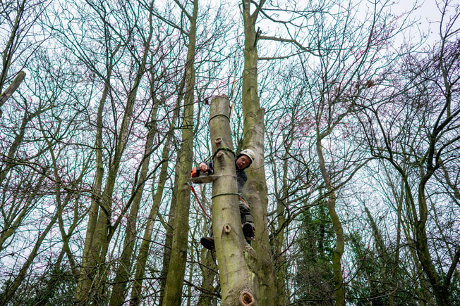 Tree_Surgery_69