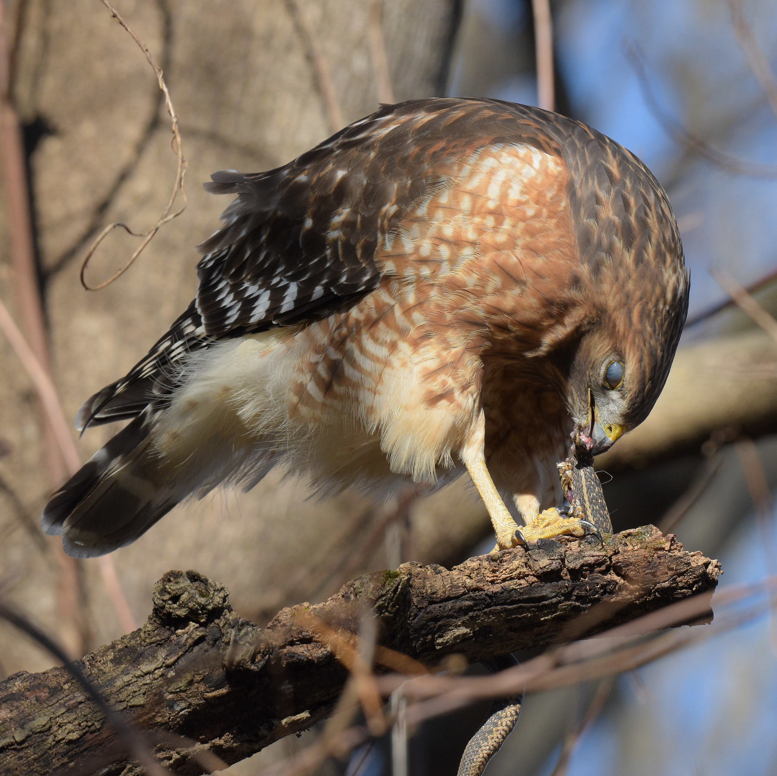 Redshouldered Hawk with meal