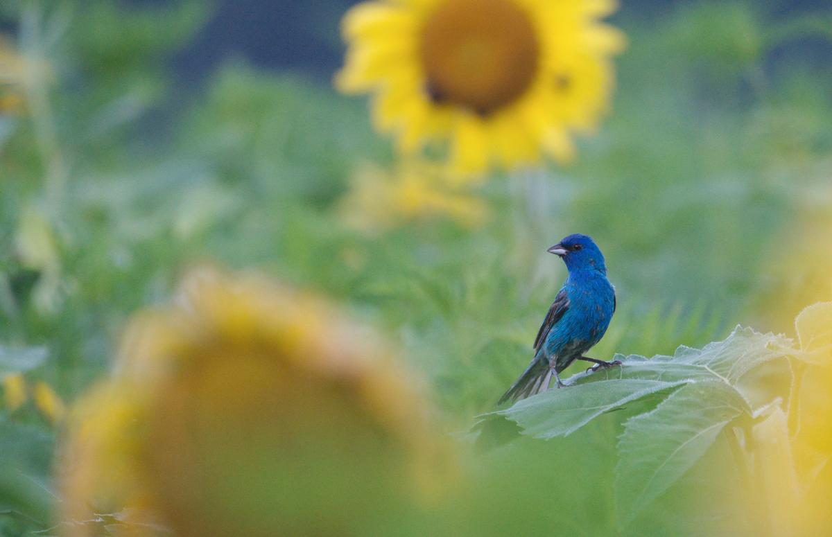 Indigo Bunting in Sunflowers