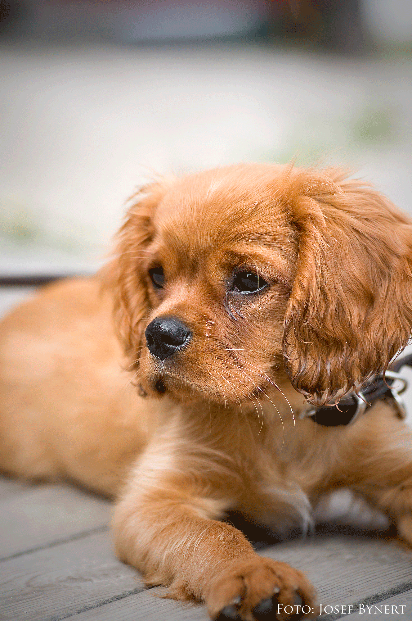 Djur Photobybynert's Blog