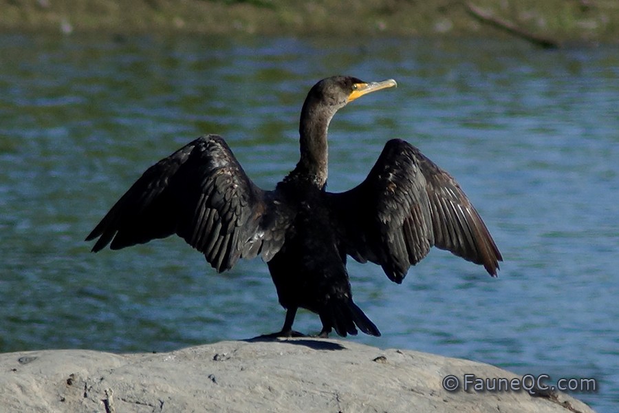 Cormoran La faune urbaine du Québec